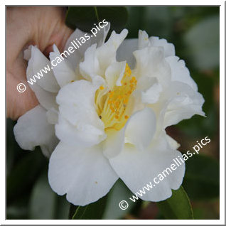 Camellia Japonica 'Seagull'