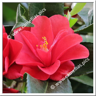 Camellia Japonica 'Seidenstern '