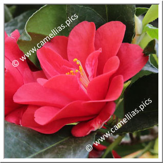 Camellia Japonica 'Seidenstern '