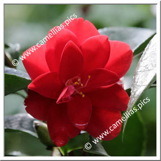 Camellia Japonica 'Seidenstern '