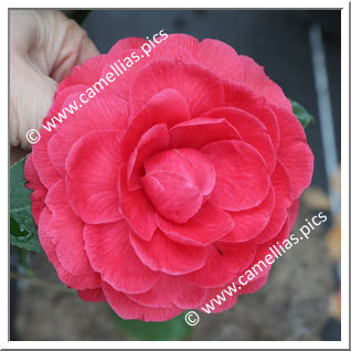 Camellia Japonica 'Seigneur d'Oudon'