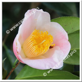 Camellia Wabisuke 'Seiôbo'