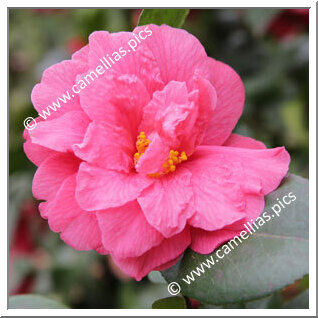 Camellia Japonica 'Seki-no-yume'