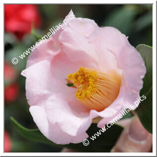 Camellia Japonica 'Sekido-tarô'an'