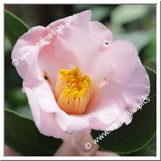 Camellia Japonica 'Sekido-tarô'an'