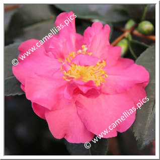 Camellia Sasanqua 'Sekiyô'