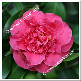 Camellia Japonica 'Senator Duncan U. Fletcher'