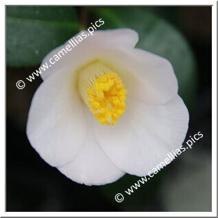 Camellia Japonica 'Senbazuru (Chûbu)'