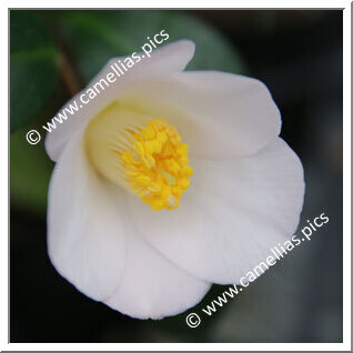 Camellia Japonica 'Senbazuru (Chûbu)'