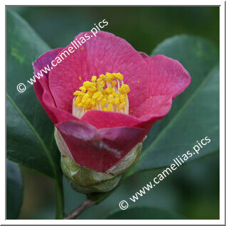 Camellia Japonica 'Sennen-fujimurasaki'