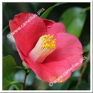 Camellia Japonica 'Sennin'