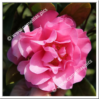 Camellia Hybride C.x williamsii 'Senorita'