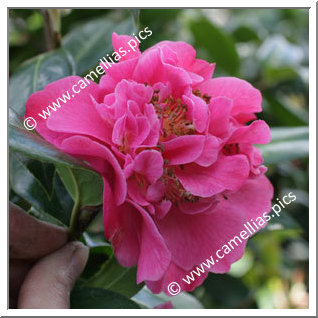 Camellia Hybride C.x williamsii 'Senorita'