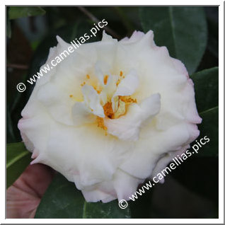 Camellia Hybride 'Senritsu-ko'