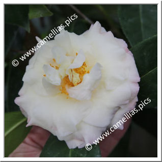 Camellia Hybrid 'Senritsu-ko'