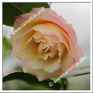 Camellia Hybride 'Senritsu-ko'