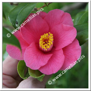 Camellia Japonica 'Sept Bonheurs'