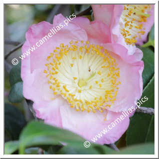 Camellia Higo Camellias 'Seto-egao'