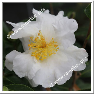 Camellia Sasanqua 'Setsugekka'