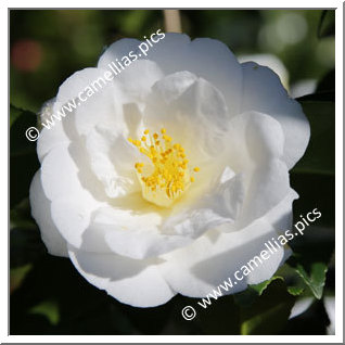 Camellia Japonica 'Sévria '