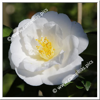 Camellia Japonica 'Sévria '