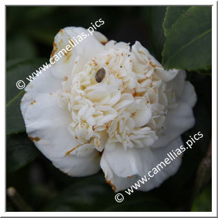 Camellia Japonica 'Shala's Baby'