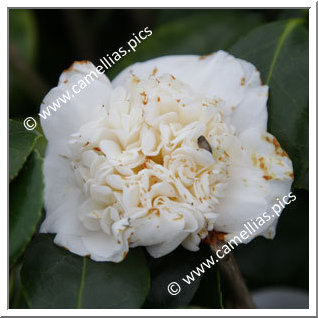 Camellia Japonica 'Shala's Baby'