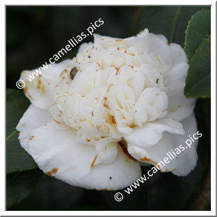 Camellia Japonica 'Shala's Baby'