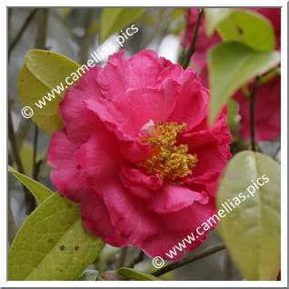 Camellia Hybrid C.reticulata 'Shanghai Lady'