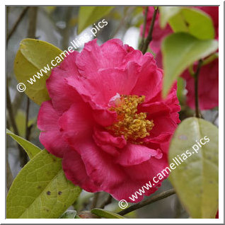 Camellia Hybride C.reticulata 'Shanghai Lady'