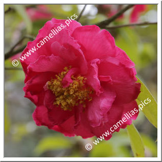 Camellia Hybride C.reticulata 'Shanghai Lady'