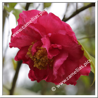 Camellia Hybride C.reticulata 'Shanghai Lady'