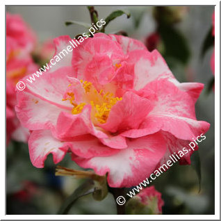 Camellia Japonica 'Betty Sheffield Supreme'