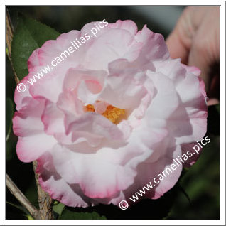 Camellia Hybride C.reticulata 'Shengjie'