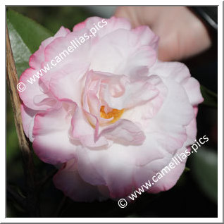 Camellia Hybrid C.reticulata  'Shengjie'