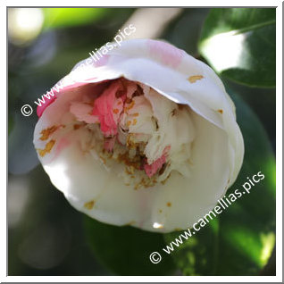 Camellia Japonica 'Mrs Shepherdson'