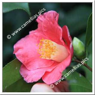 Camellia Japonica 'Sheridan'