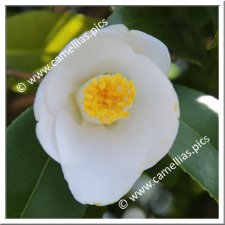 Camellia Japonica 'Sesshû'