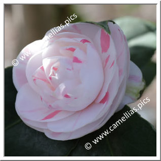 Camellia Japonica 'Shiba Xueshi'