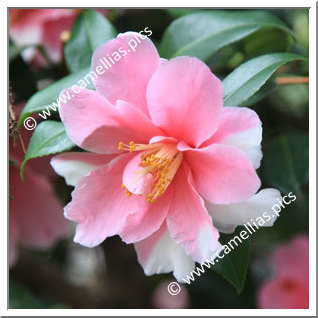 Camellia Sasanqua 'Shibori-egao'