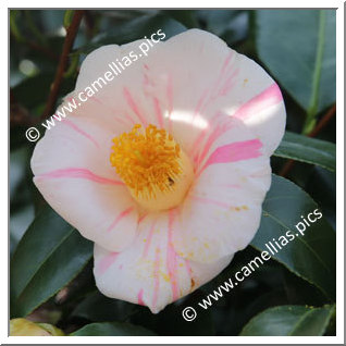 Camellia Japonica 'Shibori-fuku-musume'