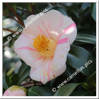 Camellia Japonica 'Shibori-fuku-musume'