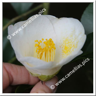 Camellia Japonica 'Saga-hatsuarashi'