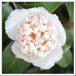 Camellia Japonica 'Shibori-karako'