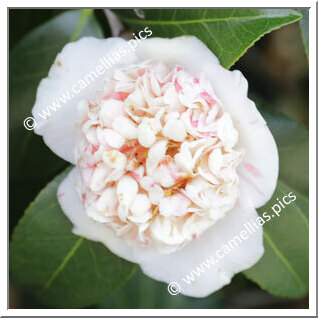 Camellia Japonica 'Shibori-karako'