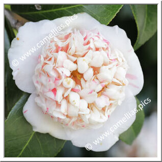 Camellia Japonica 'Shibori-karako'