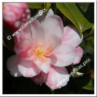 Camellia Hybride 'Shibori-renge'