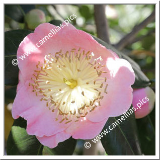 Camellia Higo Camellias 'Shichigosan'
