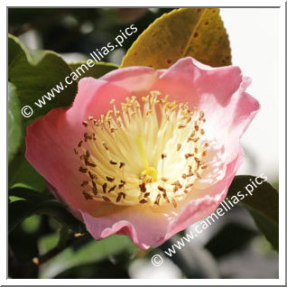 Camellia Camellia Japonica de Higo 'Shichigosan'