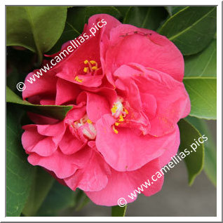 Camellia Japonica 'Shikainamibeni'